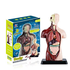 Human Torso Body Anatomy Model