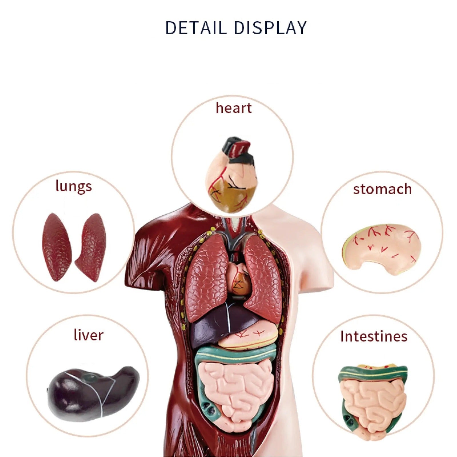 Human Torso Body Anatomy Model