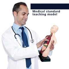 Human Torso Body Anatomy Model